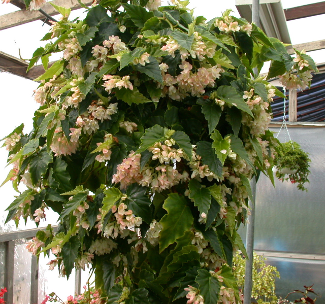 B. ‘Ellmerose’